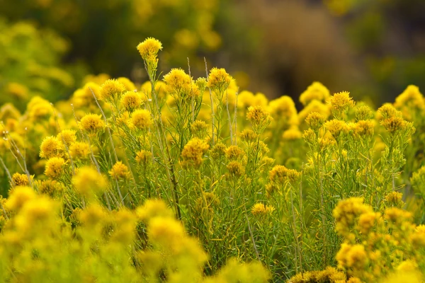 Rabbitbrush